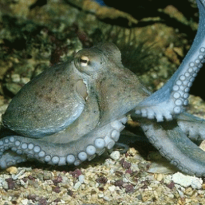 Sloth (USA-2) : Hey! Toss Me Some Hummus & Chips!